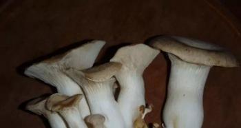 Recursos e dicas para conservar cogumelos Conservar cogumelos brancos da estepe
